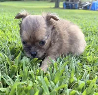 Dolly , a female Chihuahua for sale in Leicester, NC – 4 of 10