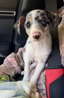 Maggie , a female Chihuahua for sale in Leicester, NC – 8 of 10