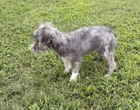 Shelby, a female Maltese and Yorkshire Terrier for sale in Leicester, NC – 4 of 10