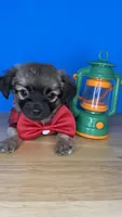Sam, a male Chihuahua for sale in Leicester, NC – 6 of 10