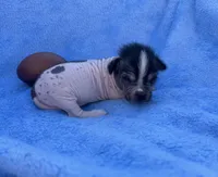 Stinker , a male Chinese Crested for sale in Leicester, NC – Photo 5 of 10