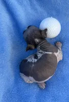 Stinker , a male Chinese Crested for sale in Leicester, NC – Photo 9 of 10