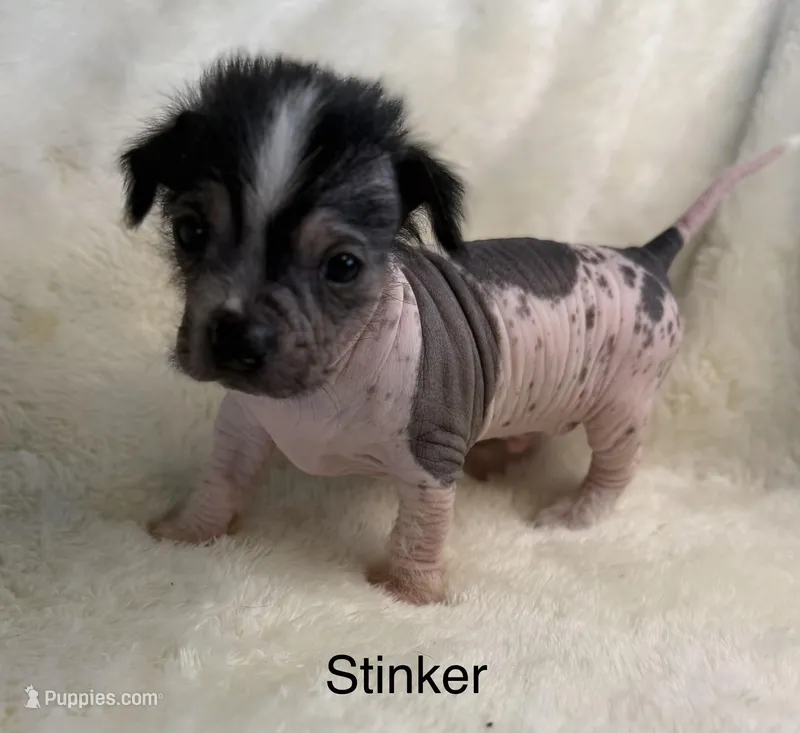 Stinker  – Chinese Crested puppy for sale in Leicester, NC
