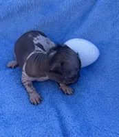 Stinker , a male Chinese Crested for sale in Leicester, NC – Photo 6 of 10