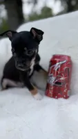 Cooper, a male Chihuahua for sale in Leicester, NC – 3 of 10