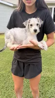 Sammy, a male Maltese for sale in Leicester, NC – 7 of 10