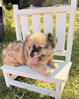 Bandit, a male Chihuahua for sale in Leicester, NC – 4 of 7
