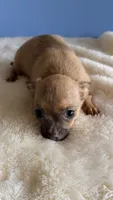 Shadow , a male Chihuahua for sale in Leicester, NC – 7 of 10
