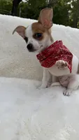 Toby , a male Chihuahua for sale in Leicester, NC – 2 of 10