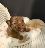 Sammy, a male Chihuahua for sale in Leicester, NC – 6 of 6
