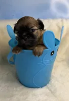 Sammy, a male Maltese for sale in Leicester, NC – Photo 6 of 10