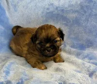 Sammy, a male Maltese for sale in Leicester, NC – Photo 7 of 10