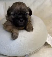 Sammy, a male Maltese for sale in Leicester, NC – Photo 8 of 10