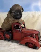 Sammy, a male Maltese for sale in Leicester, NC – Photo 9 of 10