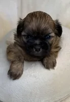 Sammy, a male Maltese for sale in Leicester, NC – Photo 3 of 10