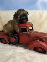 Sammy, a male Maltese for sale in Leicester, NC – Photo 5 of 10