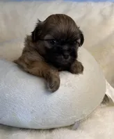 Sammy, a male Maltese for sale in Leicester, NC – Photo 4 of 10