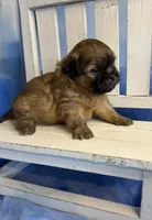Sammy, a male Maltese for sale in Leicester, NC – Photo 10 of 10