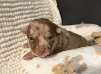 Rocky, a male Chihuahua for sale in Leicester, NC – 9 of 9