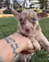 Merle Boy, a male Chihuahua for sale in Leicester, NC – 3 of 10