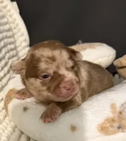 Rocky, a male Chihuahua for sale in Leicester, NC – 2 of 9