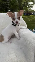 Jenny , a female Chihuahua for sale in Leicester, NC – 7 of 10
