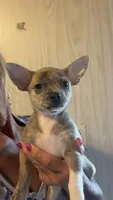 Willow, a female Chihuahua for sale in Leicester, NC – 2 of 10
