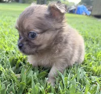 Dolly , a female Chihuahua for sale in Leicester, NC – 6 of 10