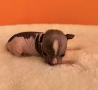 Dobby, a male Chihuahua and Chinese Crested for sale in Leicester, NC – 8 of 10