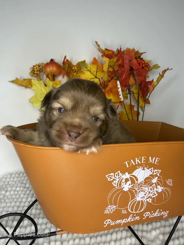 Sammy – Chihuahua puppy for sale in Leicester, NC