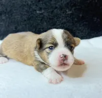 Jack, a male Chihuahua for sale in Leicester, NC – 2 of 9
