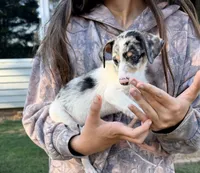 Maggie , a female Chihuahua for sale in Leicester, NC – 9 of 10