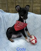 Cody, a male Chihuahua for sale in Leicester, NC – 3 of 10