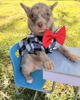 Merle Boy, a male Chihuahua for sale in Leicester, NC – 7 of 10