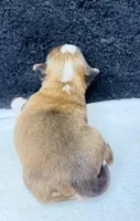 Jack, a male Chihuahua for sale in Leicester, NC – 7 of 9