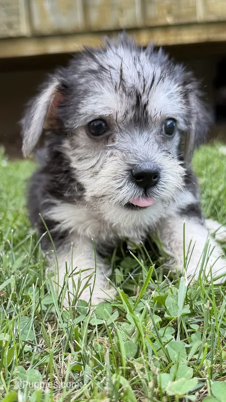 Dolly – Yorkshire Terrier puppy for sale in Leicester, NC