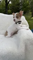 Jenny , a female Chihuahua for sale in Leicester, NC – 9 of 10
