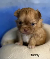 Buddy , a male Malchi for sale in Leicester, NC – Photo 7 of 10