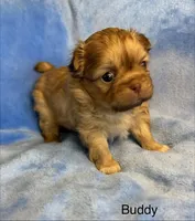 Buddy , a male Malchi for sale in Leicester, NC – Photo 9 of 10