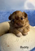 Buddy , a male Malchi for sale in Leicester, NC – Photo 4 of 10