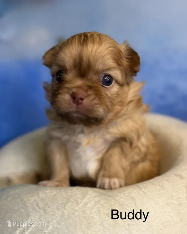 Buddy  – Malchi puppy for sale in Leicester, NC