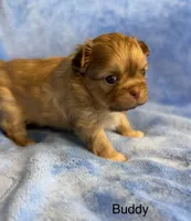 Buddy , a male Malchi for sale in Leicester, NC – Photo 10 of 10