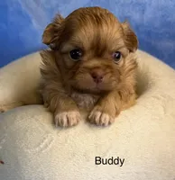 Buddy , a male Malchi for sale in Leicester, NC – Photo 3 of 10