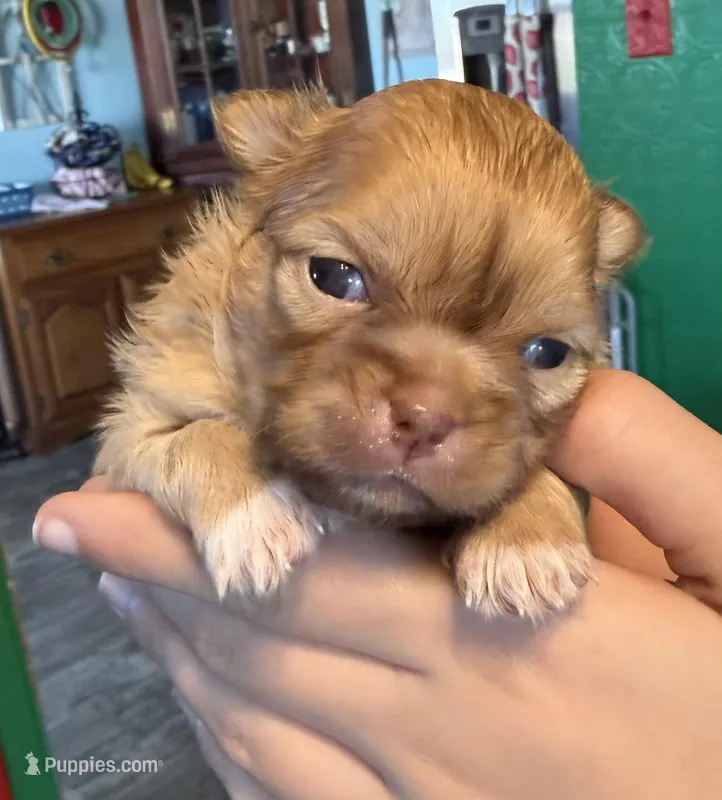 Charlie – Malchi puppy for sale in Leicester, NC