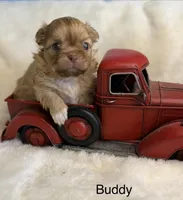 Buddy , a male Malchi for sale in Leicester, NC – Photo 6 of 10