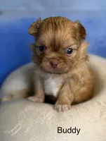 Buddy , a male Malchi for sale in Leicester, NC – Photo 2 of 10