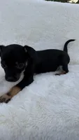 Cooper, a male Chihuahua for sale in Leicester, NC – 7 of 10