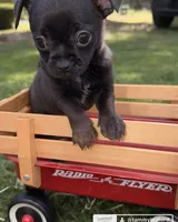 Black Boy, a male Chihuahua for sale in Leicester, NC – 8 of 10