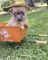 Fawn Boy, a male Chihuahua for sale in Leicester, NC – 10 of 10