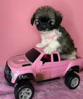 Daisy , a female Chihuahua for sale in Leicester, NC – 4 of 9